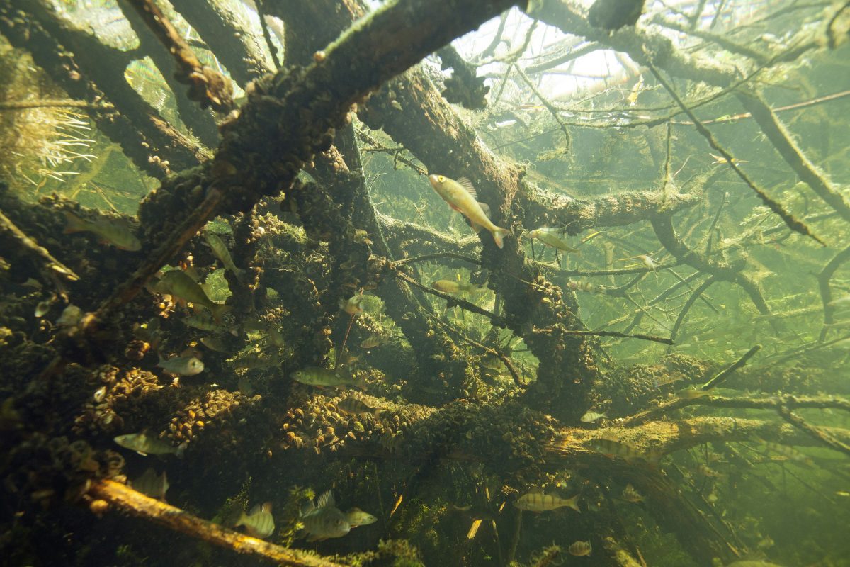 Rijkswaterstaat: Waalse SPW speurt verdachte van vervuiling Maaswater op
